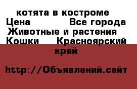 котята в костроме › Цена ­ 2 000 - Все города Животные и растения » Кошки   . Красноярский край